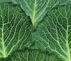 Mr Perswall Daily Details | Cabbage - 2