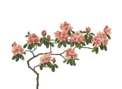 Изображение продукта Mr Perswall Urban Nature | Pink Blossom
