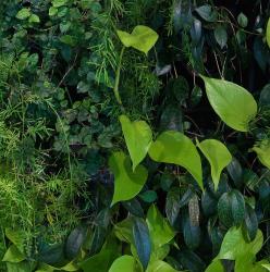 Mr Perswall Captured Reality | Green Wall - 2