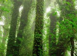 Mr Perswall Mr Perswall Destinations | Rainforest - 1