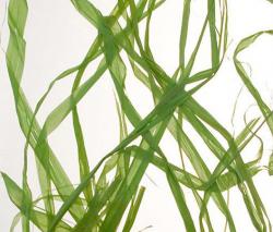 complexma Charisma Glass Greenweed - 1