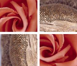 tela-design Rosy Mushroom - 1