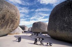 Изображение продукта Berlintapete No. 6171 | Penguins with stones