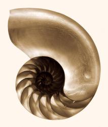 WALL&DECO Nautilus - 1