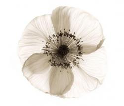 WALL&DECO Poppy - 1