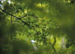 Mr Perswall Photo | Green leaves - 1