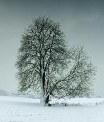 Berlintapete No. 6384 | Tree in landscape - 1