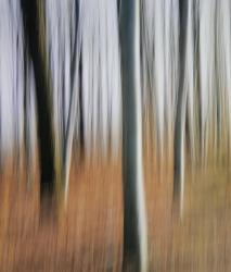 Berlintapete No. 6582 | Abstract forest - 1